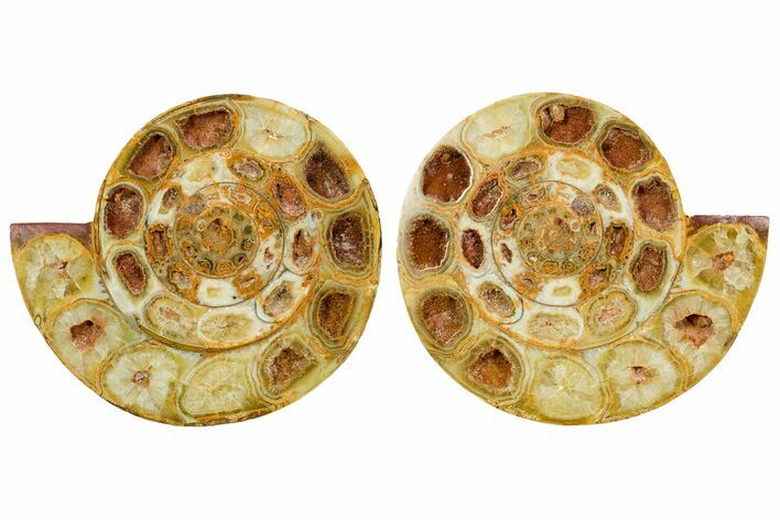 Cut & Polished Jurassic Ammonite (Perisphinctes) Fossil #364175